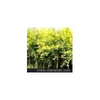 河北榆树基地 保定榆树苗