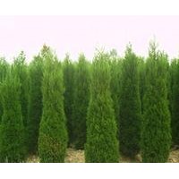 蜀桧 香樟,紫薇,栾树