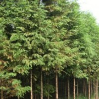 水杉 雪松,广玉兰,红叶石楠