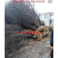 安徽肥西紫叶李、紫薇、高杆女贞、香樟、马褂木、红叶石楠