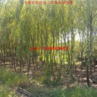 垂柳、紫薇、石楠、大叶女贞、香樟、红叶李、广玉兰