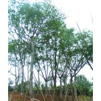 朴树，朴树习性，朴树图片，朴树基地，朴树种植