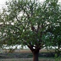 八棱海棠树价格/海棠树产地/八棱海棠种子价格