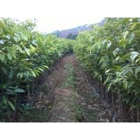 造林种苗沉香苗种植