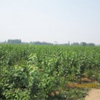 供应大叶紫丁香