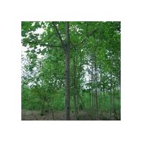 马褂木基地，马褂木报价，南京马褂木价格，全国马褂木价格