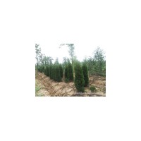 蜀侩价格，江苏蜀侩价格