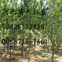 西府海棠 西府海棠批发 西府海棠基地 西府海棠哪里便宜 出售西府