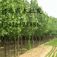 樟子松批发 樟子松哪里便宜 大量出售樟子松 樟子松基地 樟子松价