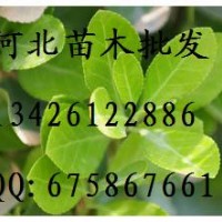 供应大叶黄杨 大叶黄杨哪里便宜 出售大叶黄杨 大叶黄杨