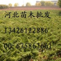 供应沙地柏 沙地柏批发 沙地柏基地 沙地柏哪里便宜 大量出售沙地