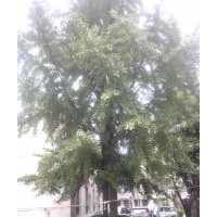 4棵实生银杏