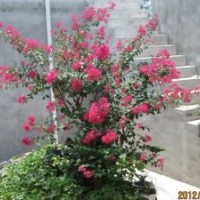 安徽肥西供应大规格榔榆 朴树 栾树 乌桕 三角枫 紫薇 马褂木 香