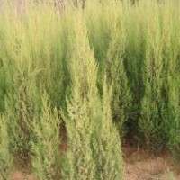 紫薇 大叶女贞 玉兰 木槿