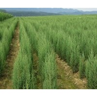 大量批售塔柏.蜀桧.北京桧.洒金柏.龙柏.爬地柏.沙地柏.