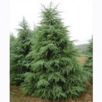 江苏南京维华苗圃场-松雪基地雪松直销