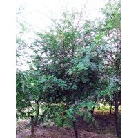 南方红豆杉绿化树