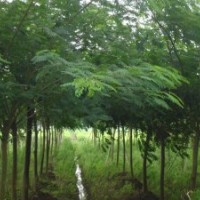 榆树 刺槐 柽柳