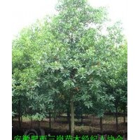 供应杜英，安徽2-15公分杜英价格