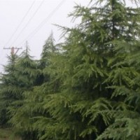 雪松广玉兰白玉兰马褂木香樟