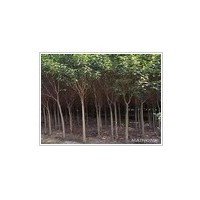 速生无虫害 大叶女贞销售