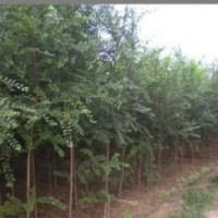 常年供应榆树3--45公分 刺槐6--40公分