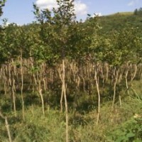 3公分左右独杆全冠红花小叶紫薇2万棵出售