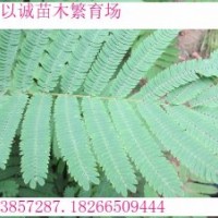 速生合欢，速生合欢