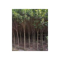 栾树基地-栾树价格-最新栾树报价