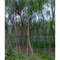 低价供应青皮垂柳、栾树、紫叶李、紫薇等绿化苗木