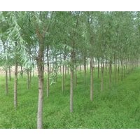 大量供应柳树，旱柳，馒头柳，速生柳，绦柳
