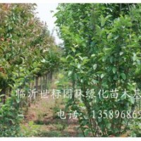 常年供应1.5m--2m桧柏，3--6公分牡丹、花石榴，2--5公分黄金垂榆