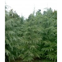 雪松哪里买好、雪松价格低