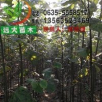 供应 山东毛白杨 千头椿 国槐 垂柳 速生杨 法桐