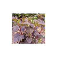 紫叶风箱果批发