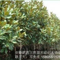 本场大量出售白玉兰，红玉兰，广玉兰2-15公分