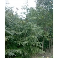 南京优质雪松批发-南京优质雪松价格