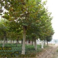 法桐 造型法桐 国槐造型国槐