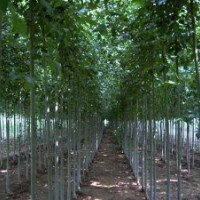 特供：法桐、速生法桐、速生国槐、国槐、速生白腊、速生垂柳等