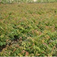 开发苗圃用苗栾树苗.紫薇苗.国槐苗.塔柏苗.