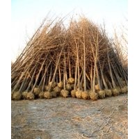 国槐价格 好树形 国槐价格 合欢价格