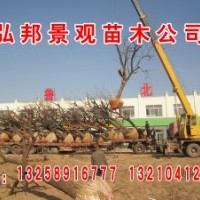 长期供应白蜡，速生白蜡，国槐，速生国槐，垂柳，竹柳，速生柳，