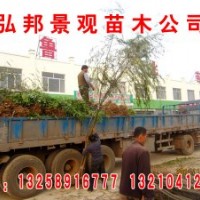 低价供应垂柳：1--3米高，1.5---4公分，15---30公分