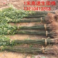 弘邦苗木出售1米高速生国槐50万棵