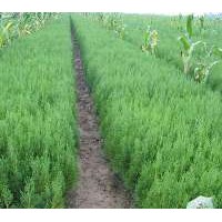 供应价格优惠的侧柏苗木
