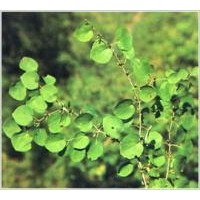 平枝荀子价格，平枝荀子基地