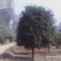 供应桂花大树米径15公分以上