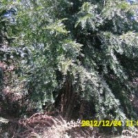 从生南方红豆杉