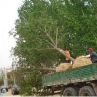 安徽合欢价格国槐价格2013年国槐苗价格