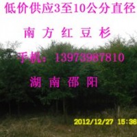 直径3至10公分南方红豆杉